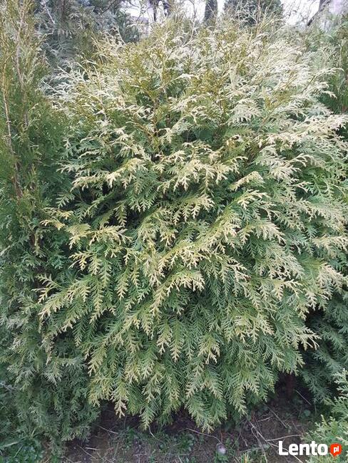 tuja globosa 140cm 25zł/sztuka