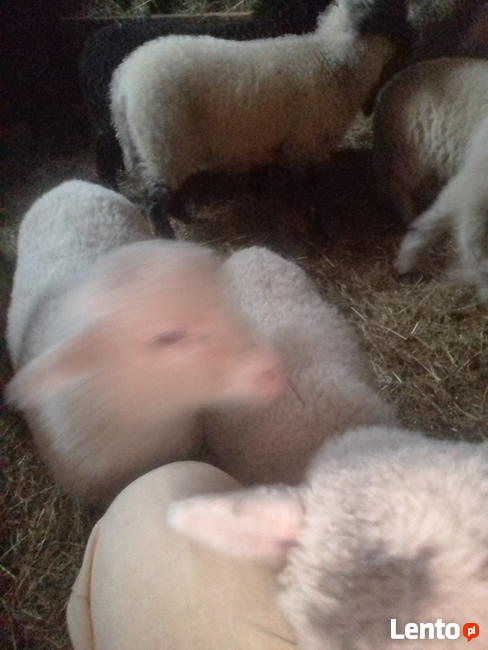 Baranki do Twojego ogródka za10zł