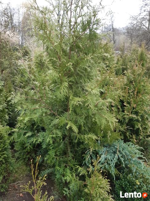 tuja brabant 200cm 30zł/sztuka