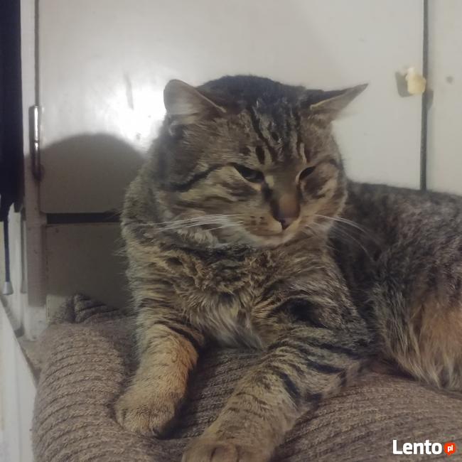 LADNY , PRZYSTOJNY BRUNET pozna MILA DZIEWCZYNE !