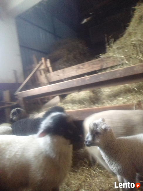 Baranki do Twojego ogródka za10zł