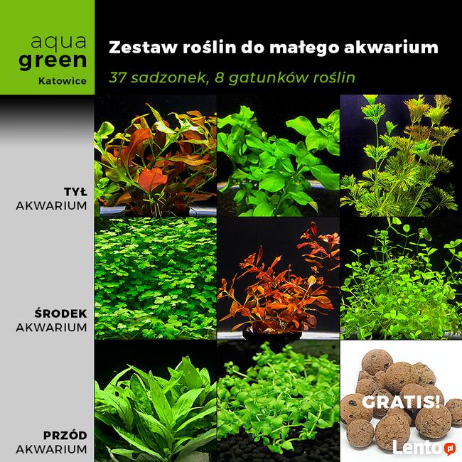 Zestaw roślin do małego akwarium, 37 sadzonek +GRATIS
