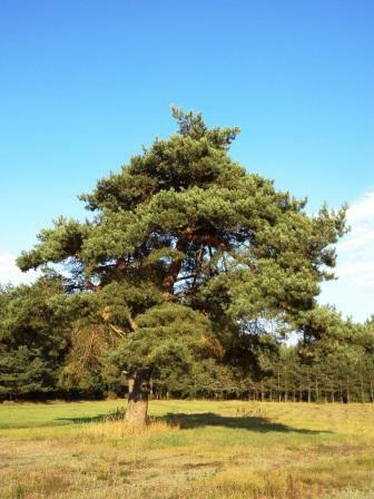 Całoroczne domy w Puszczy Augustowskiej