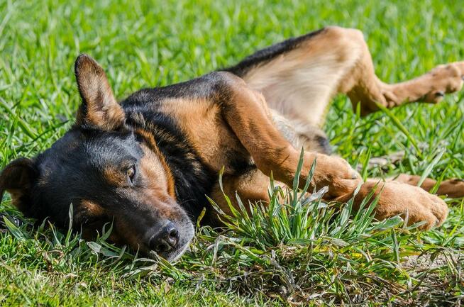 Martagon - lubi spacerować i chodzi przy nodze