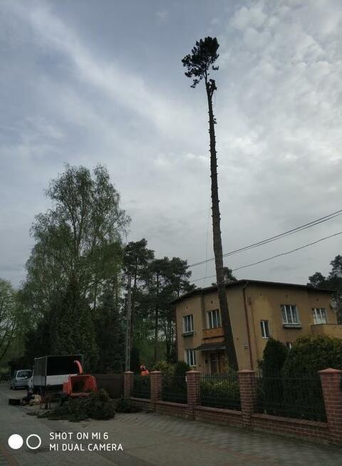 Wycinka i pielęgnacja drzew