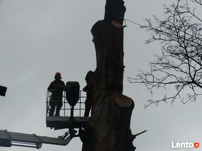 Wycinka i pielęgnacja drzew