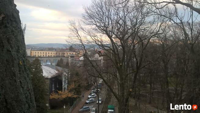 Wycinka i pielęgnacja drzew