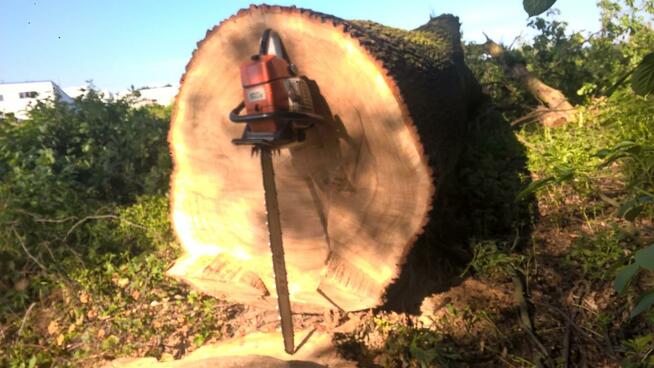 Wycinka i pielęgnacja drzew