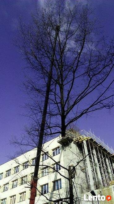 Wycinka i pielęgnacja drzew