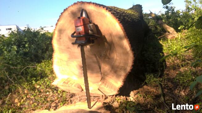 Wycinka i pielęgnacja drzew