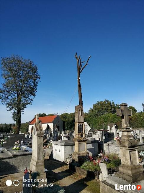 Wycinka i pielęgnacja drzew