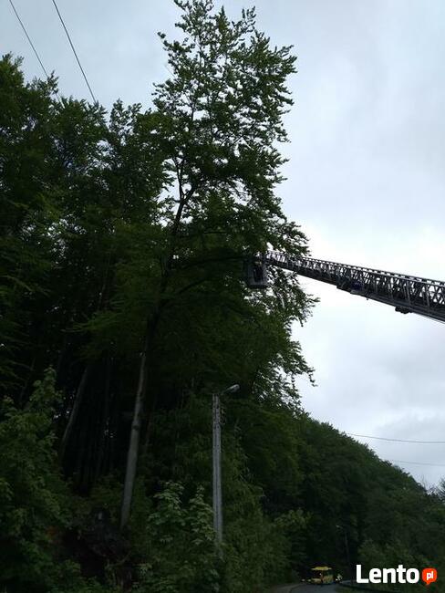 Wycinka i pielęgnacja drzew