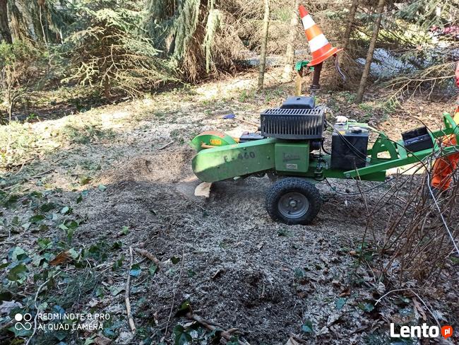 Wycinka i pielęgnacja drzew