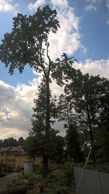 Wycinka i pielęgnacja drzew