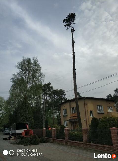Wycinka i pielęgnacja drzew