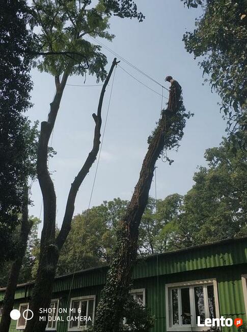 Wycinka i pielęgnacja drzew