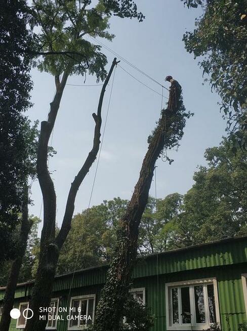 Wycinka i pielęgnacja drzew