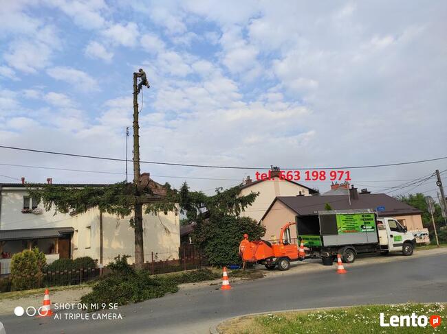 Wycinka i pielęgnacja drzew