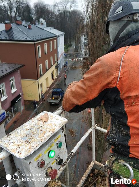 Wycinka i pielęgnacja drzew