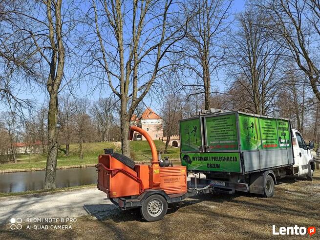 Wycinka i pielęgnacja drzew