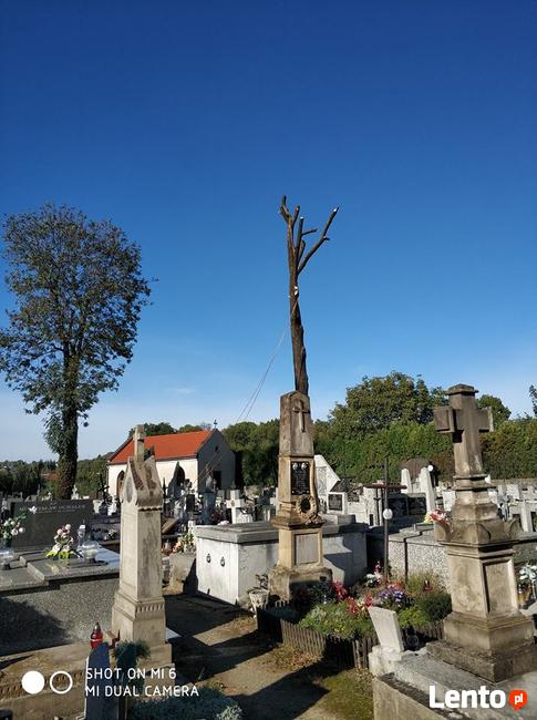 Wycinka i pielęgnacja drzew