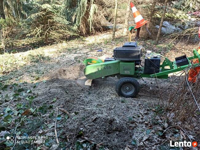 Wycinka i pielęgnacja drzew