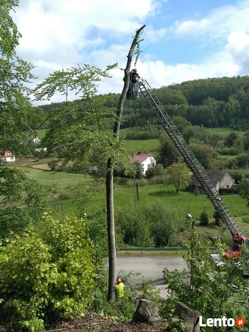 Wycinka i pielęgnacja drzew