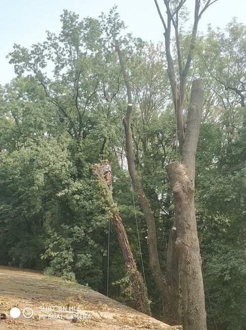 Wycinka i pielęgnacja drzew