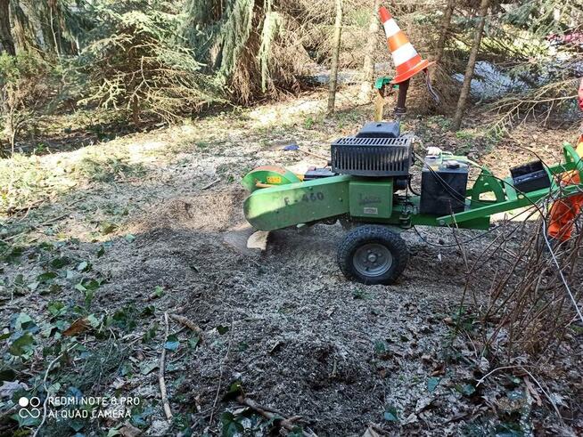 Wycinka i pielęgnacja drzew