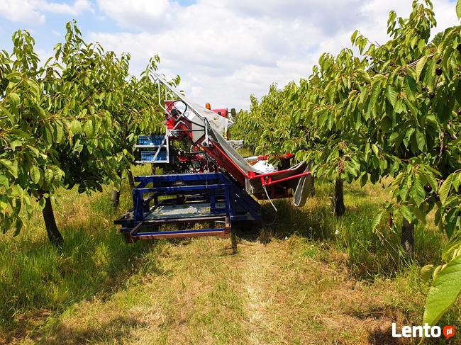 Zbiór wiśni urządzeniem, śliwek GACEK