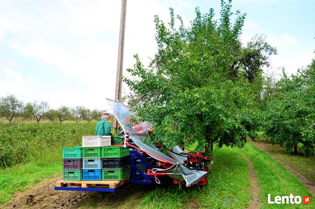 Zbiór wiśni urządzeniem, śliwek GACEK
