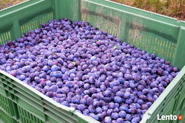 Zbiór wiśni urządzeniem, śliwek GACEK