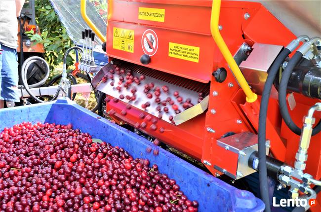 Zbiór wiśni urządzeniem, śliwek GACEK