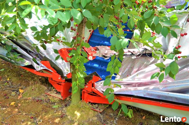 Zbiór wiśni urządzeniem, śliwek GACEK