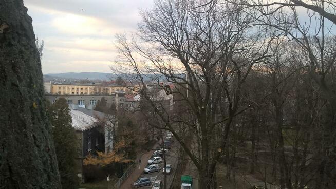 Wycinka i pielęgnacja drzew