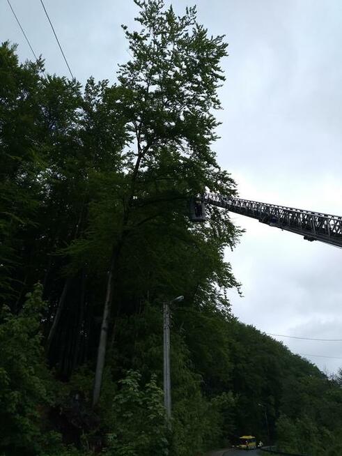 Wycinka i pielęgnacja drzew