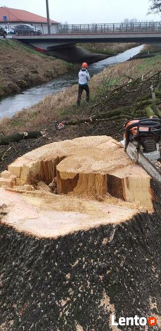 wycinanie-przycinanie drzew