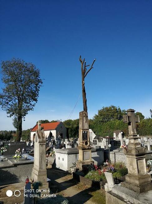 Wycinka i pielęgnacja drzew