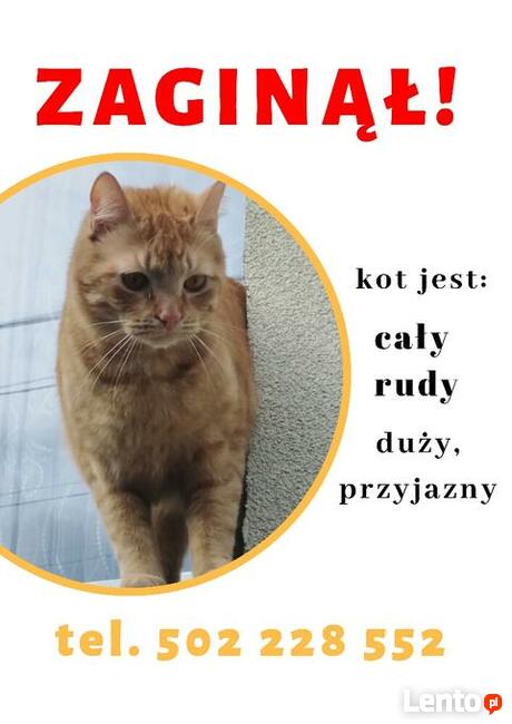 Zaginął Kot