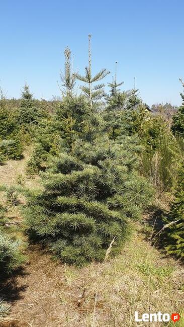 choinki lub drzewka do nasadzeń jodły, świerki, daglezje