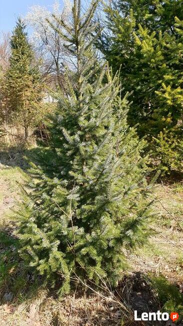 choinki lub drzewka do nasadzeń jodły, świerki, daglezje