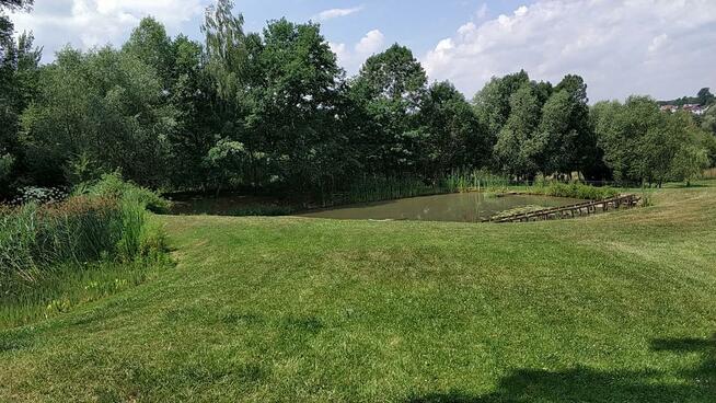 Wycinka i pielęgnacja drzew