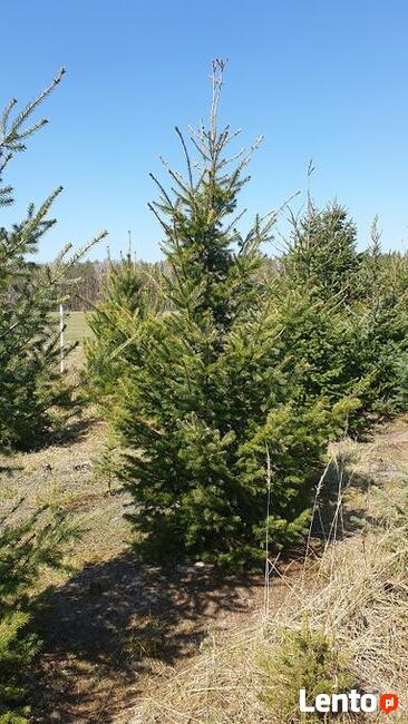 choinki lub drzewka do nasadzeń jodły, świerki, daglezje