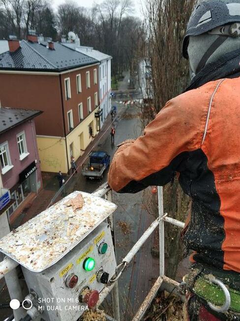 Wycinka i pielęgnacja drzew