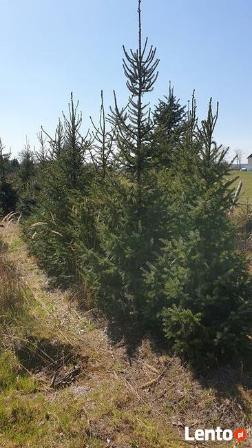 choinki lub drzewka do nasadzeń jodły, świerki, daglezje