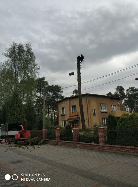 Wycinka i pielęgnacja drzew