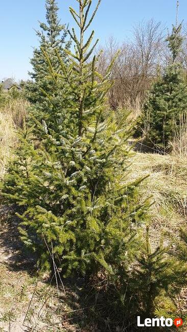 choinki lub drzewka do nasadzeń jodły, świerki, daglezje