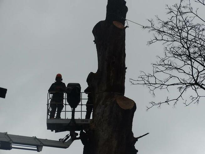 Wycinka i pielęgnacja drzew