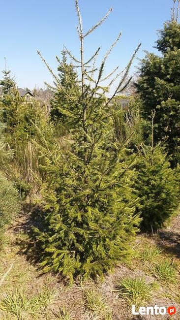 choinki lub drzewka do nasadzeń jodły, świerki, daglezje