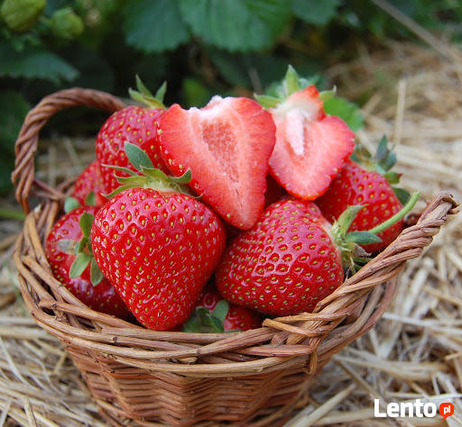 SZKÓŁKA sadzonek truskawek 0,60 gr ( rachunek na dotacje)